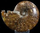 Cleoniceras Ammonite Fossil - Madagascar #39488-1